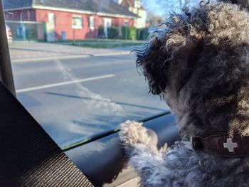 Back of a young poodle dog inside car looking out to the window, waiting for the owner to come back