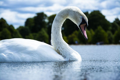 Close-up of swan in lake