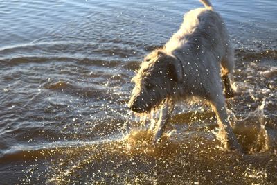 Dog in sea