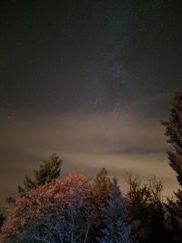 Low angle view of trees against sky at night