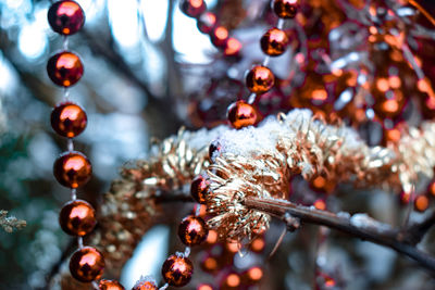Close-up of snow covered christmas tree decoration