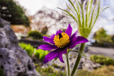 Close-up of purple flower