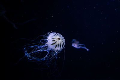 jellyfish