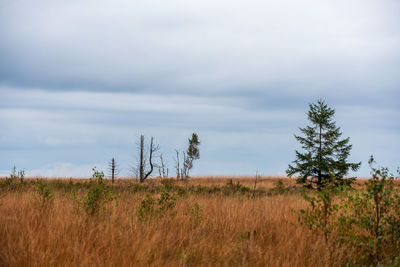 Plants on field against sky