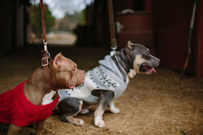 Pit bulls enjoying the outdoors 