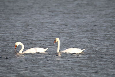 Swans swimming in lake