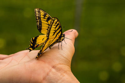 Yellow striped butterfly on palm
