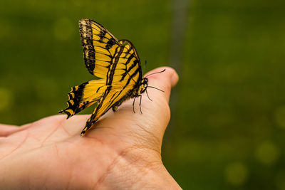 Cropped image of hand holding butterfly