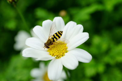 Bee on chamomile flower