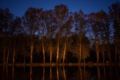 Reflection of trees in water