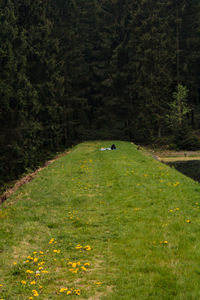 Scenic view of green forest