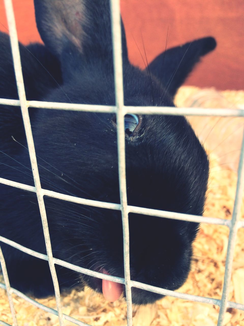 animal themes, one animal, domestic animals, animals in captivity, cage, mammal, close-up, zoo, black color, indoors, pets, wildlife, animal head, animals in the wild, bird, animal body part, livestock, fence, focus on foreground, no people