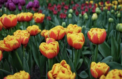 Close-up of yellow tulips on field