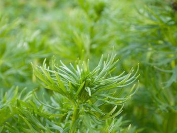 Close-up of fresh green leaves