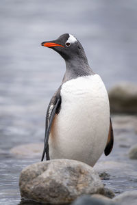 Gentoo penguin stands eyeing camera behind rock