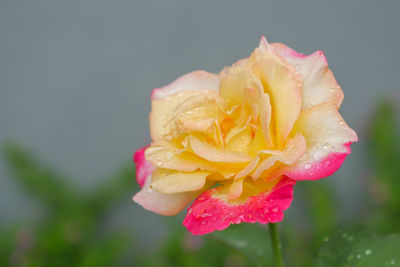 Close-up of wet pink rose