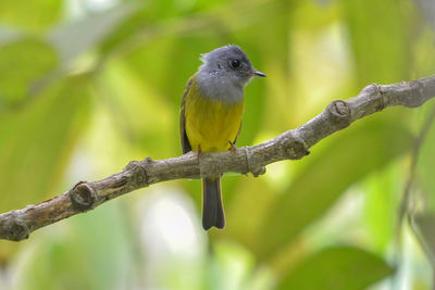 Close-up of bird perching on branch