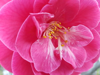 Close-up of pink rose flower