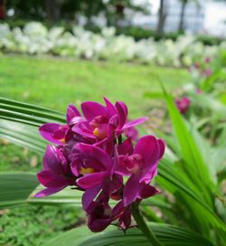 Close-up of flowers blooming outdoors