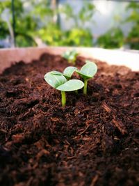 Close-up of small plant growing on field