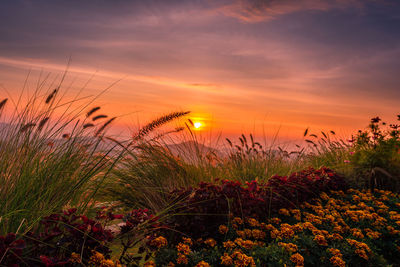 Plants growing on field against sky during sunset