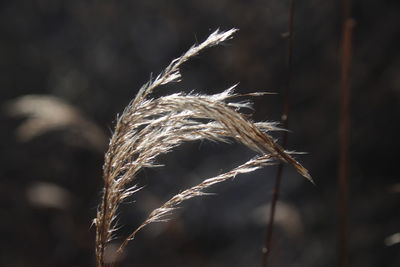 Close-up of stalks in field