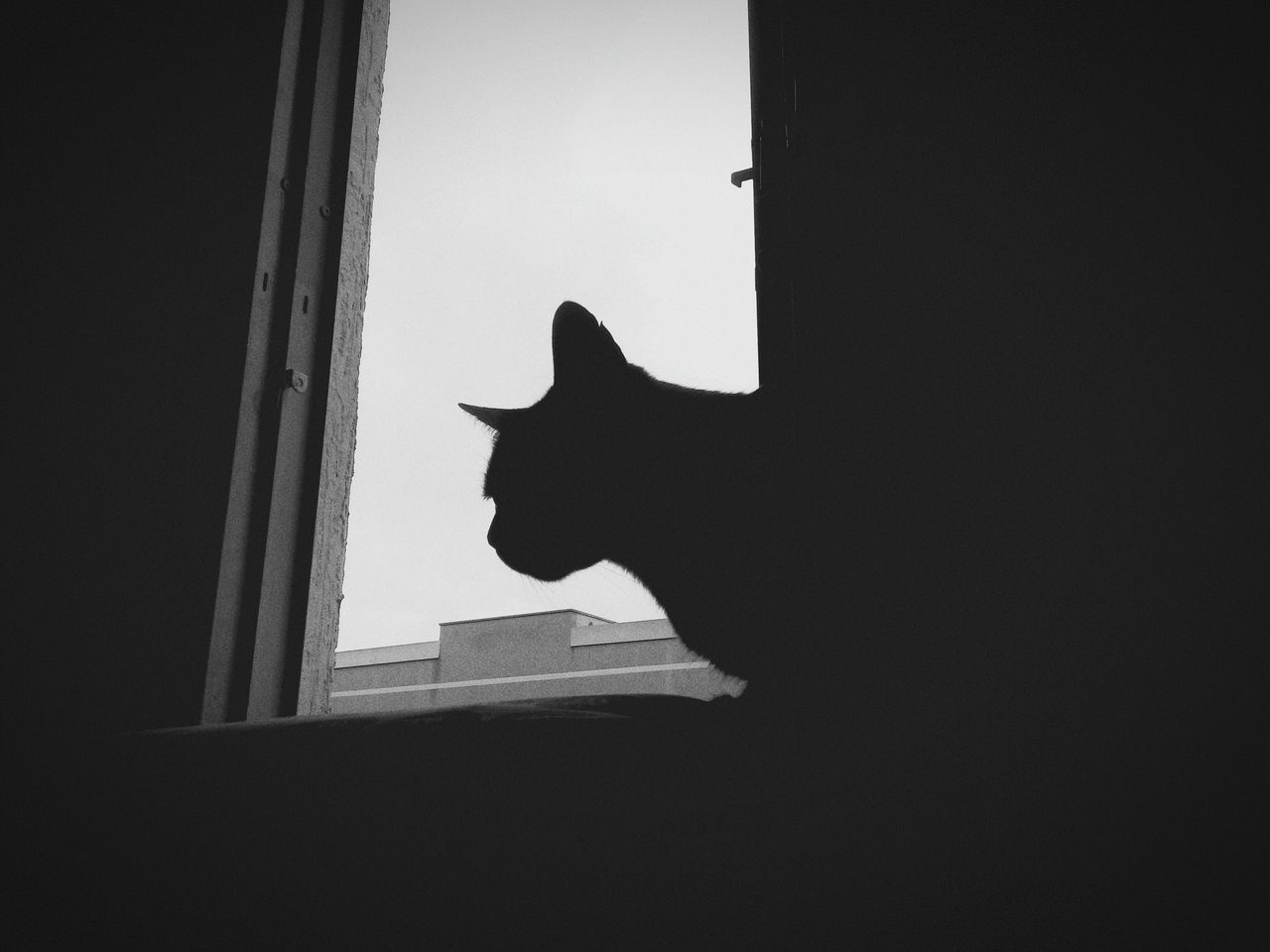 one animal, pets, domestic animals, silhouette, domestic cat, animal themes, cat, mammal, built structure, architecture, feline, low angle view, black color, indoors, window, copy space, wall - building feature, building exterior, one person, black