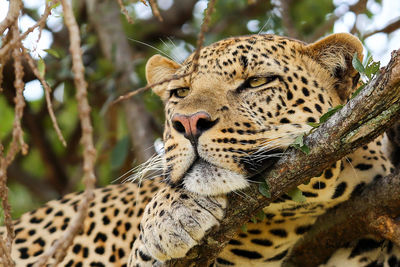 Close-up of jaguar on branch