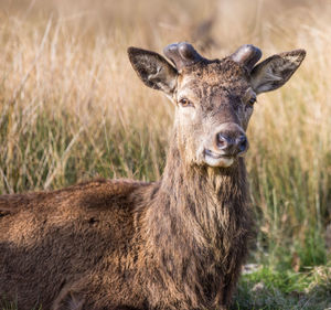 Close-up portrait of deer on field