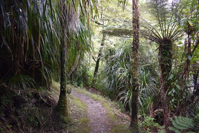 Walkway amidst trees in forest