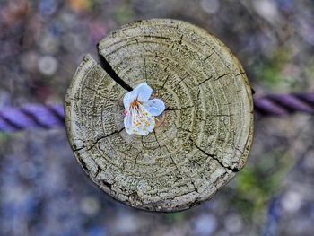 Close-up of tree stump