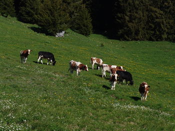 Cows grazing in a field