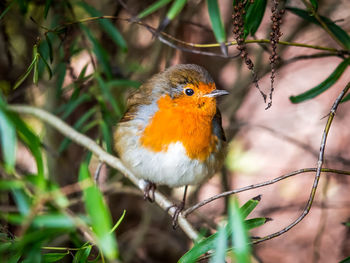 Close-up of a bird perching on branch