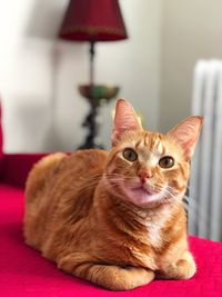 Portrait of tabby cat sitting at home