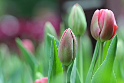 Close-up of pink tulips