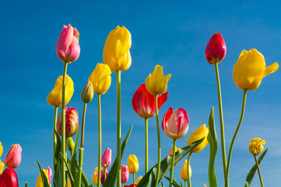 Close-up of yellow tulips against blue sky