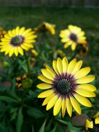 Close-up of yellow flower