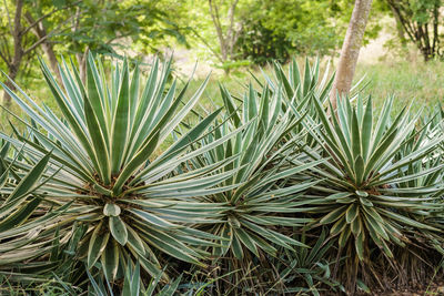 Close-up of pine tree