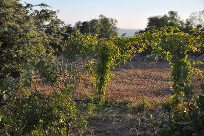 Plants growing on field against sky