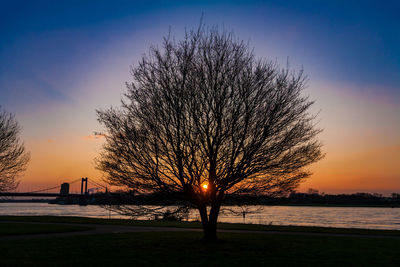 Silhouette tree by sea against sky during sunset