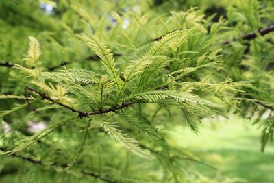 Close-up of plant