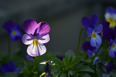 Close-up of purple flowers blooming outdoors