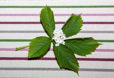 Close-up of green leaves