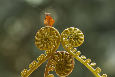 Dead leaf mantis on unique fern