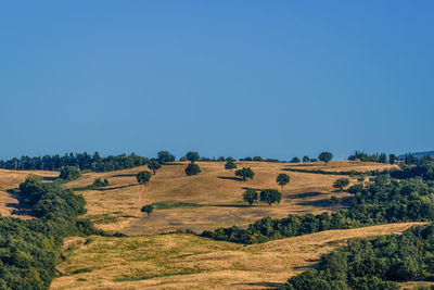 Scenic view of agricultural field against clear blue sky