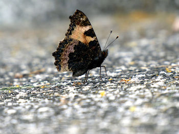 Close-up of butterfly on rock