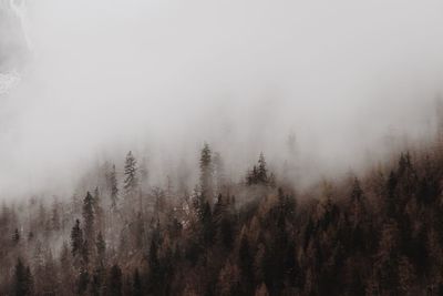 Trees in foggy weather