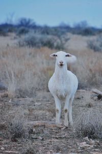 View of an animal on field