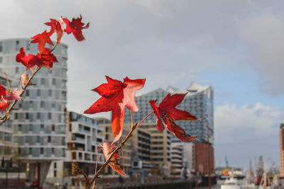 Low angle view of red maple leaves against sky