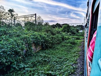 Panoramic shot of trees on field against sky